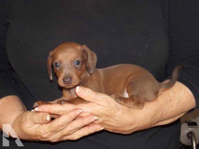 Female Mini Dachshund For Sale