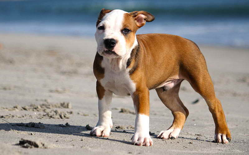 Female Pit Bull Puppy Names