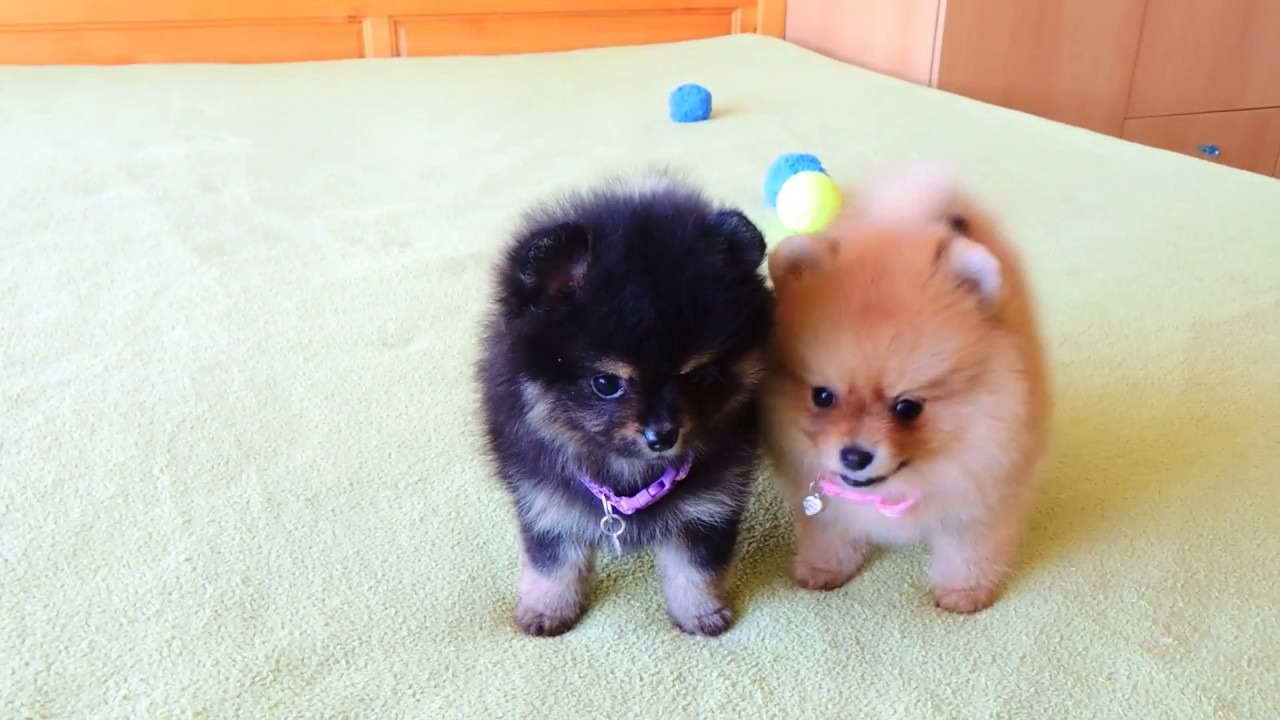 Female Pomeranian Puppies For Sale