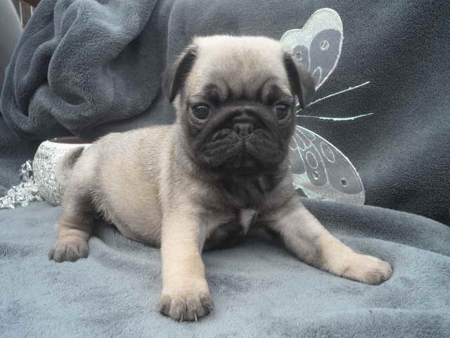Female Pug Puppies For Sale
