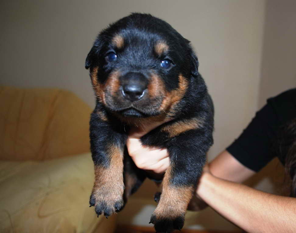 Female Rottweiler Puppies For Sale
