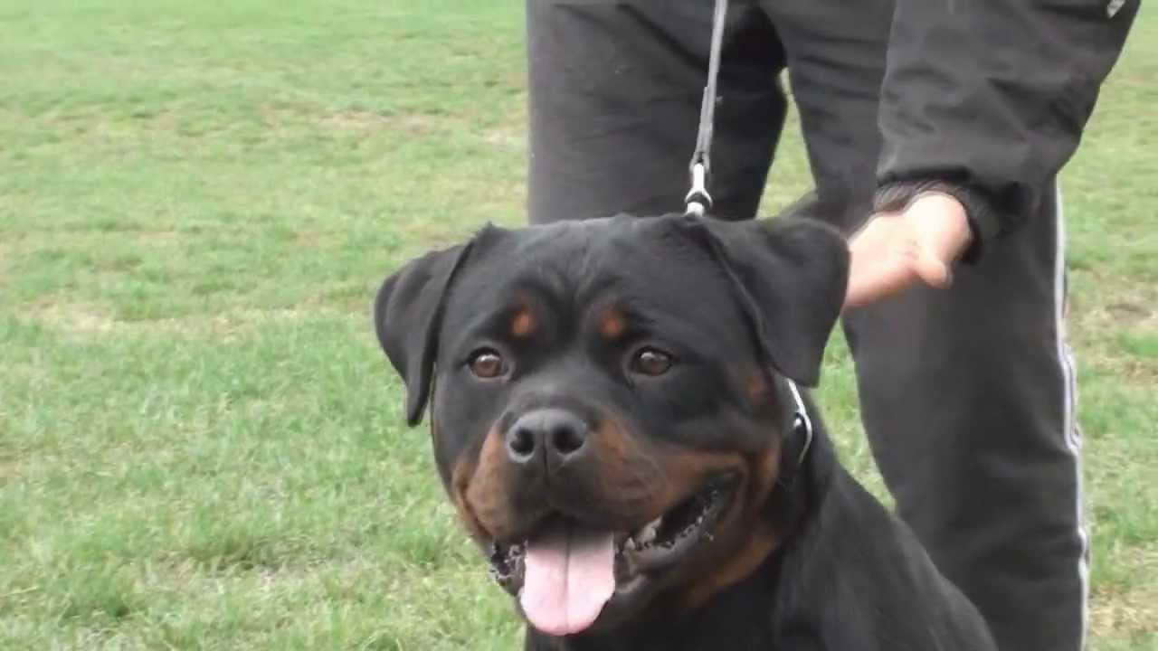 Female Rottweiler