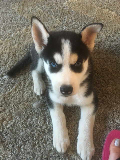 Female Siberian Husky Puppy