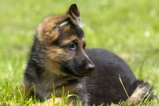 Find A German Shepherd Puppy