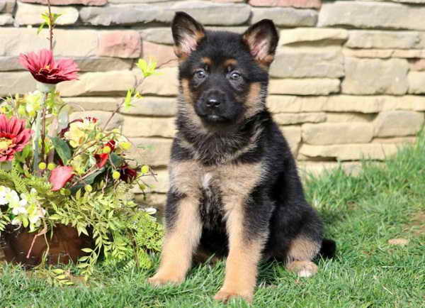 Find German Shepherd Puppies For Sale | PETSIDI