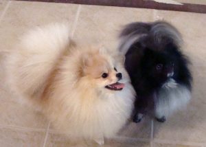 Find Pomeranian Puppies For Sale