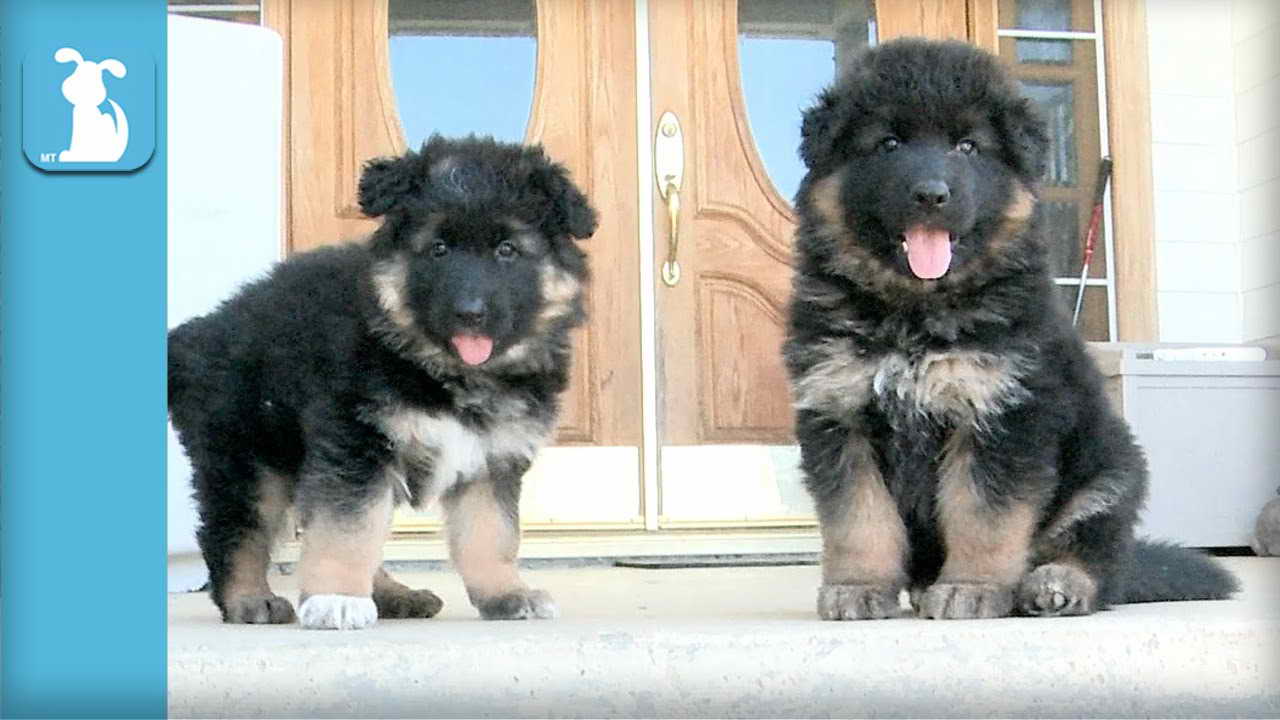 Fluffy German Shepherd Puppies