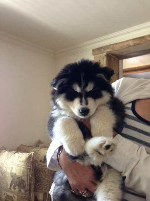 Fluffy Husky Puppies For Sale