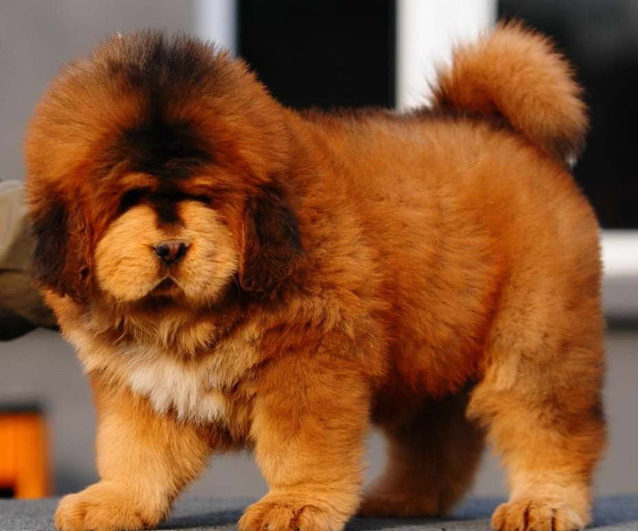 Fluffy Mastiff Puppies For Sale