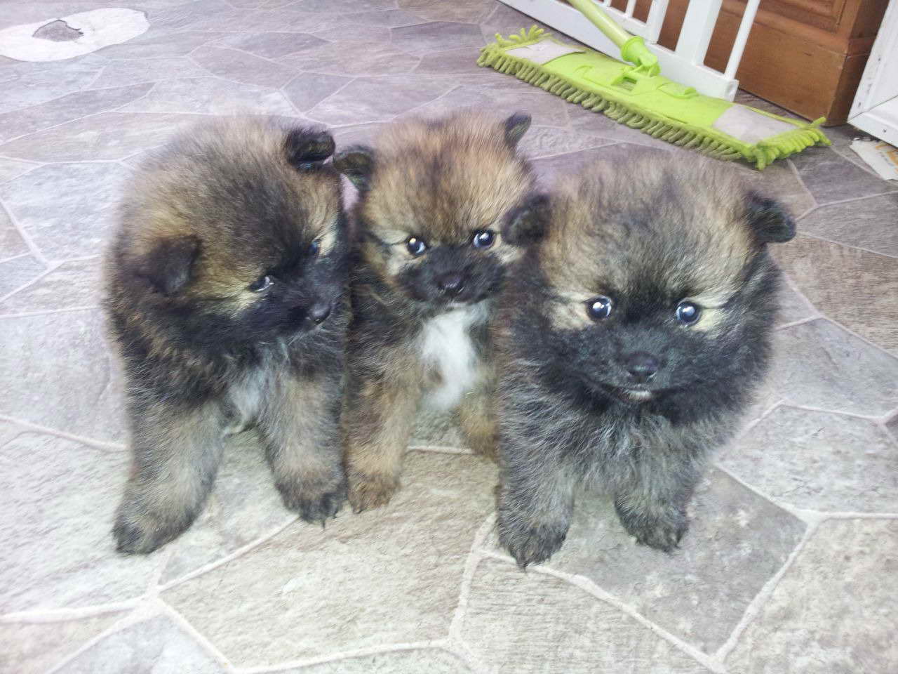 Fluffy Pomeranian Puppies For Sale