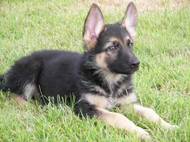 For Sale German Shepherd Puppies