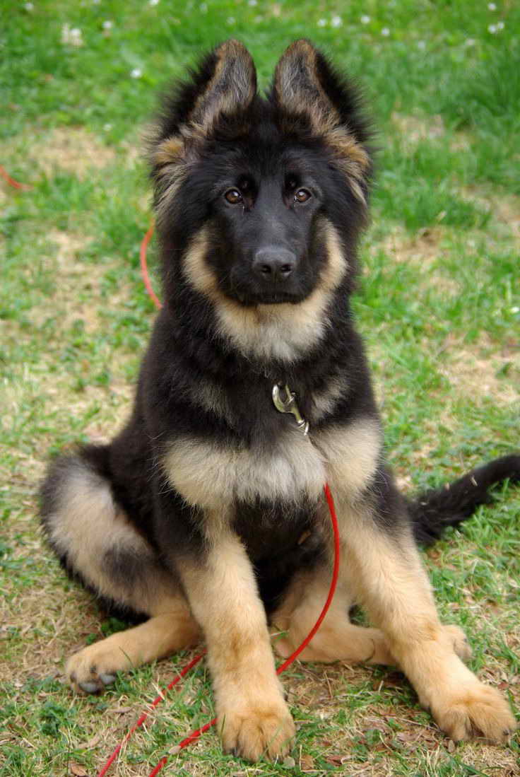 Forever Puppy German Shepherd