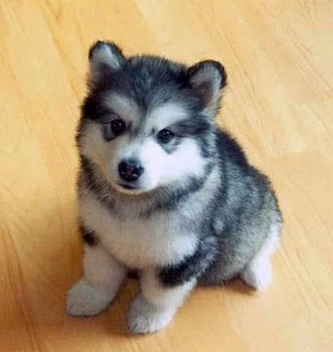 Forever Puppy Husky For Sale