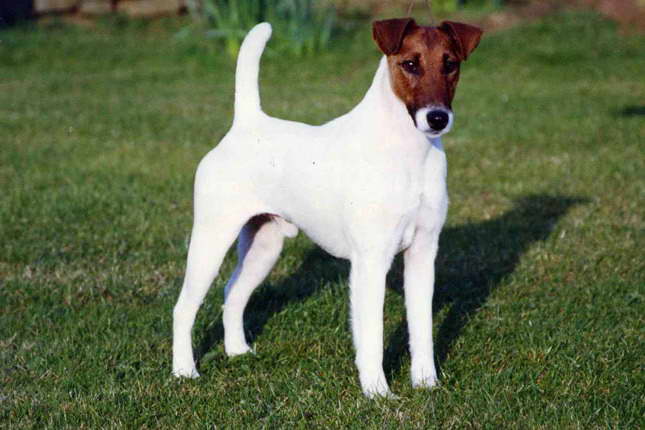 Fox Terrier Breeders