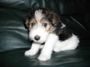 Fox Terrier Puppies