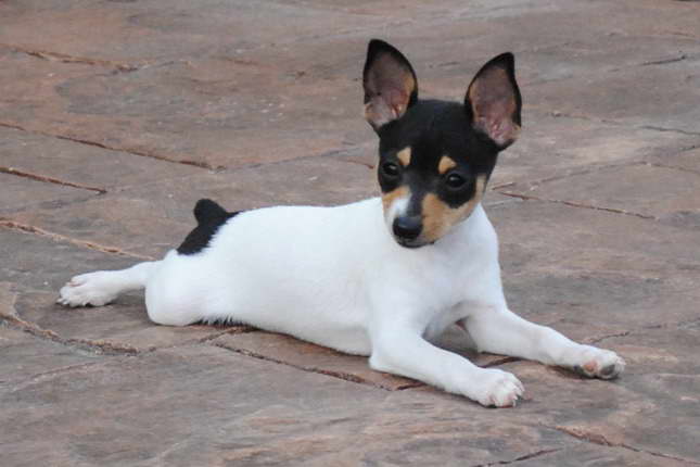 Fox Terrier Puppies For Sale Near Me