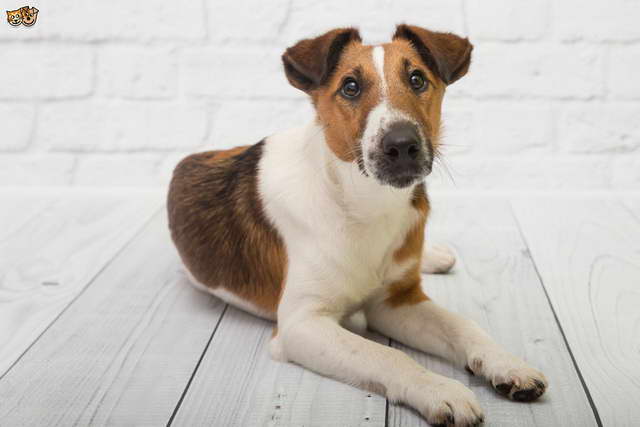 Fox Terrier Smooth