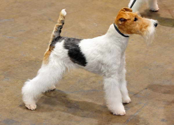 Fox Terrier