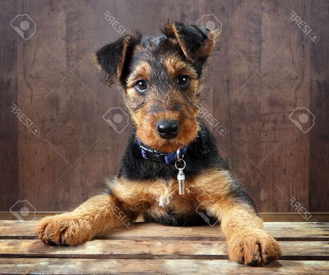 Free Airedale Terrier Puppies
