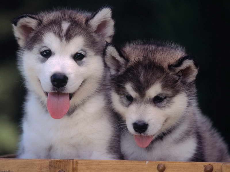 Free Baby Husky Puppies