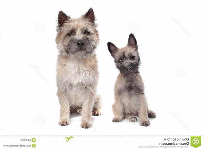 Free Cairn Terrier Puppies