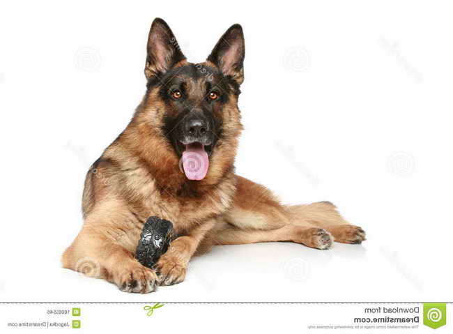 Free German Shepherd Dog