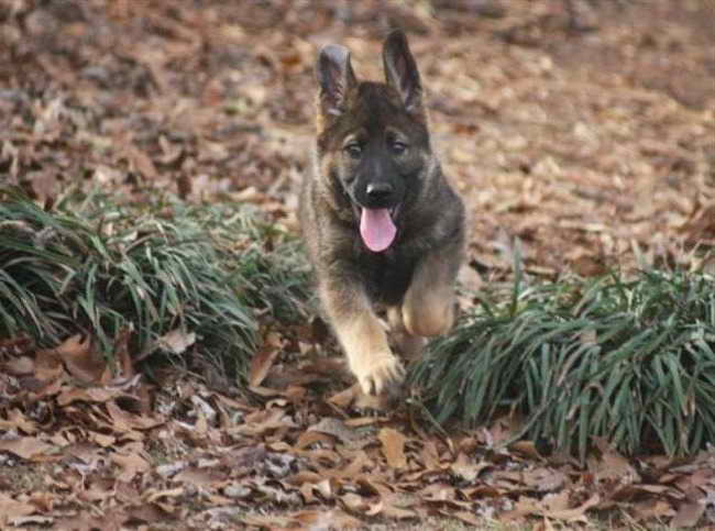 Free German Shepherd Puppies In Alabama