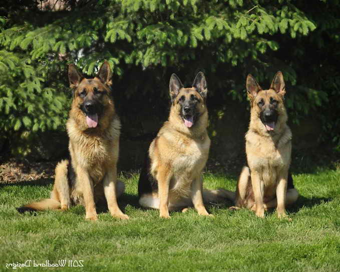Free German Shepherd Puppies In Ohio
