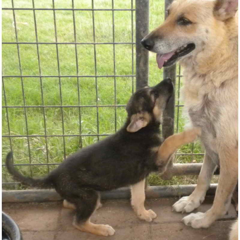 Free German Shepherd Puppies In Texas