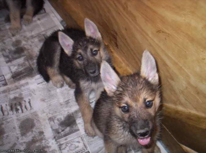 Free German Shepherd Puppies Indiana