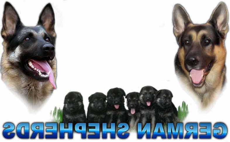 Free German Shepherd Puppies Nc