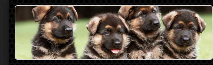 Free German Shepherd Puppies Nj