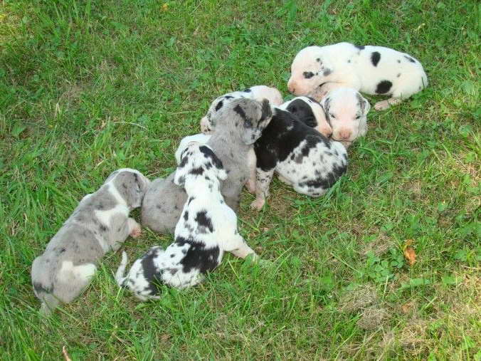 Free Great Dane Puppies