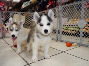 Free Husky Puppies Craigslist