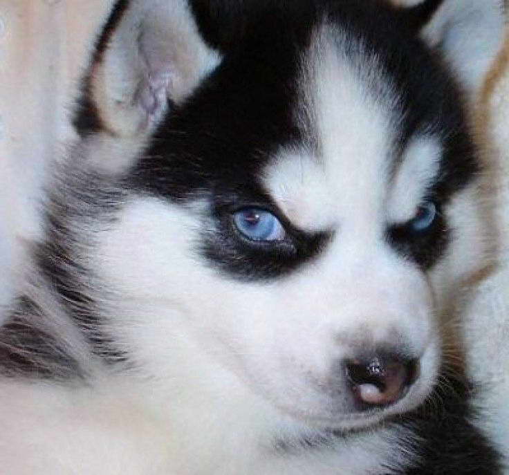 Free Husky Puppies In Florida