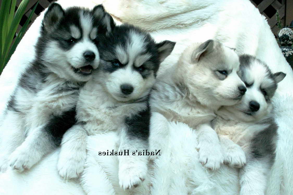 Free Husky Puppies In Ga