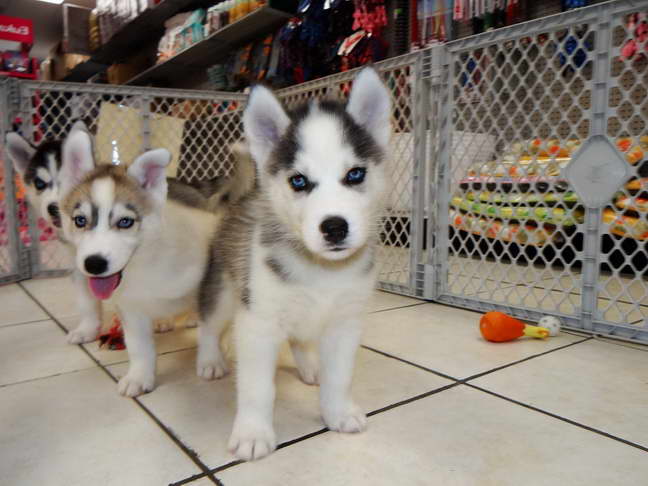 Free Husky Puppies In Nc
