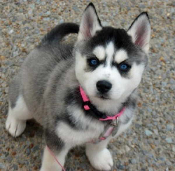 Free Husky Puppies In Utah