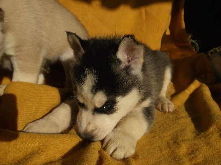 Free Husky Puppies In Wv
