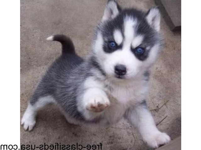 Free Husky Pups