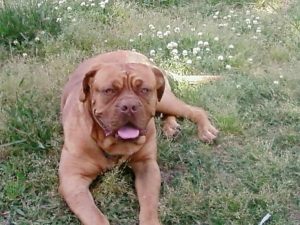 Free Mastiff Puppies