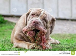 Free Neapolitan Mastiff