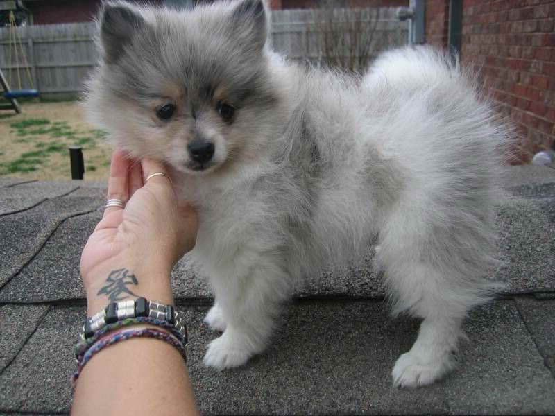 Free Pomeranian Puppies For Sale