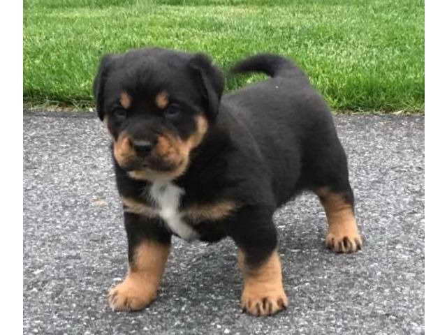 Free Rottweiler Puppies For Adoption