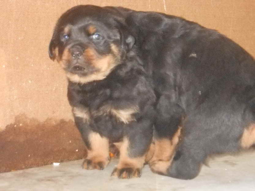 Free Rottweiler Puppies For Sale | PETSIDI