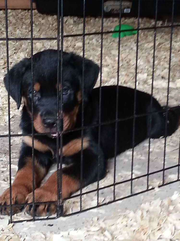 Free Rottweiler Puppies In Ohio PETSIDI