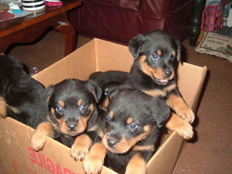 Free Rottweiler Puppies Near Me PETSIDI