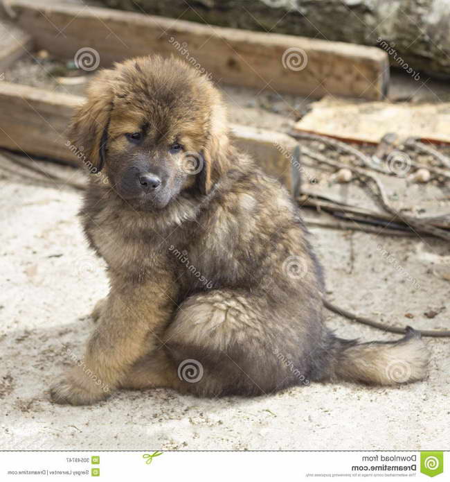 Free Tibetan Mastiff