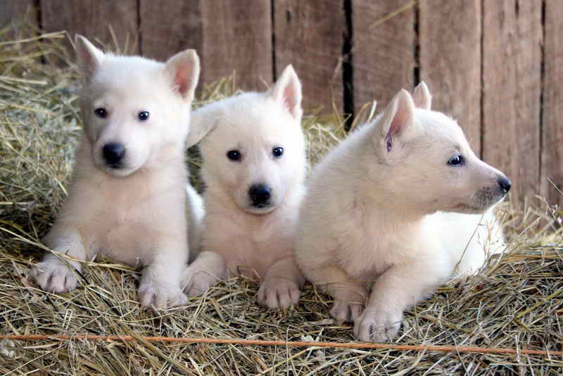 Free White German Shepherd Puppies