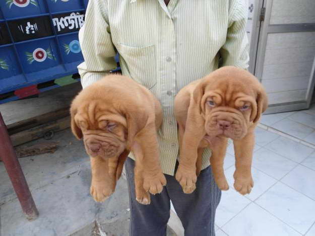French Bull Mastiff Puppies For Sale